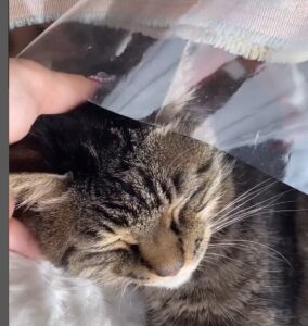 寺沢ありすの飼い猫のライチちゃん