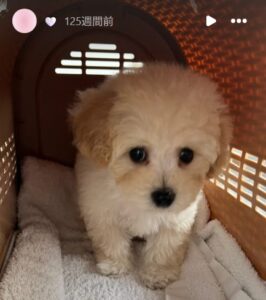 石森美月季の飼い犬